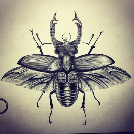 Жуки скарабеи Геншин