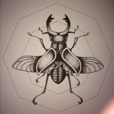 Скарабей анатомия