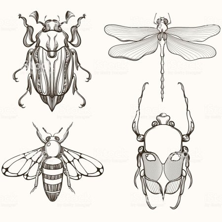Скарабей тату эскиз