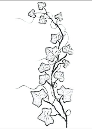 Лиана эскиз