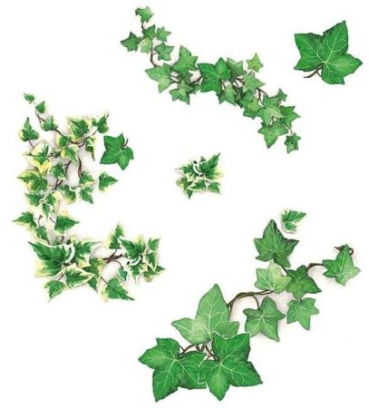 Плющ орнамент