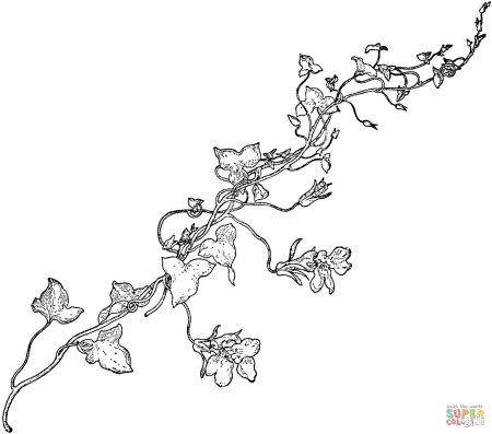 Виноградная лоза эскиз