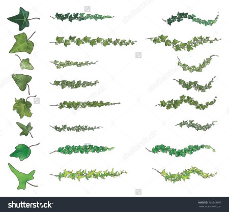 Плющ растение референсы