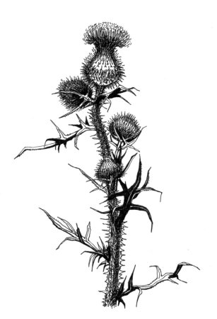 Чертополох стилизация