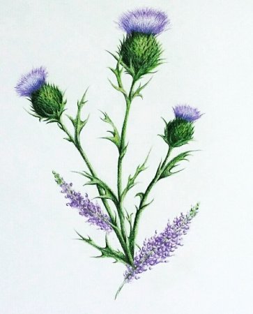 Чертополох Василек Лаванда букет