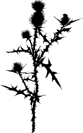 Чертополох тату эскизы