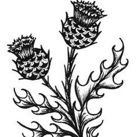 Пьюджин чертополох