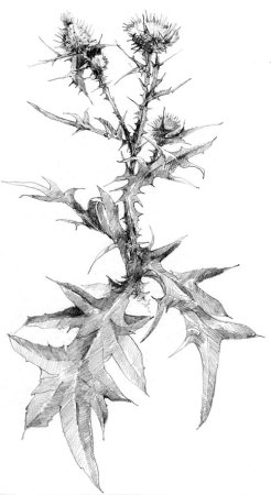 Чертополох карандашом