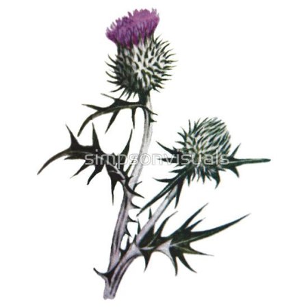 Цветок чертополоха тату