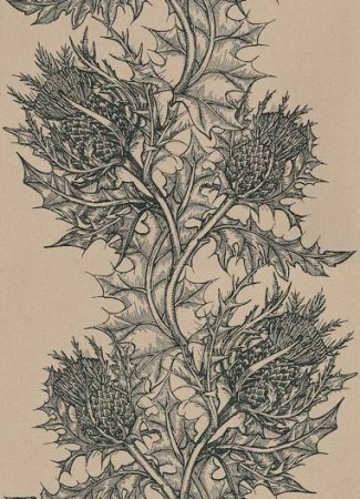 Чертополох випшейдинг