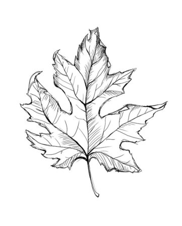 Осенние листья Наброски