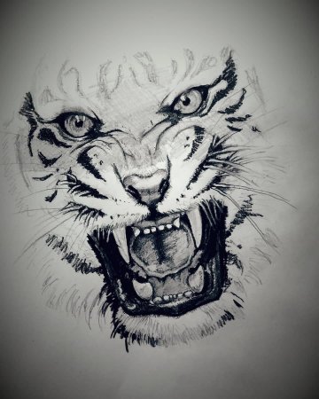 Оскал тигра тату эскиз