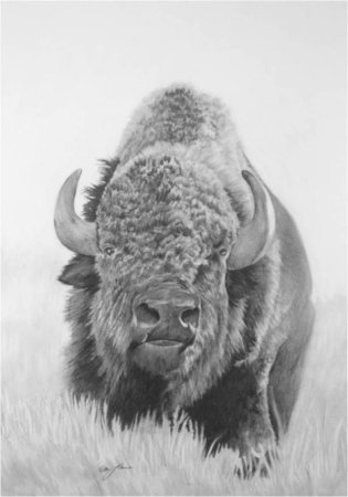 Бизон Ричард Art