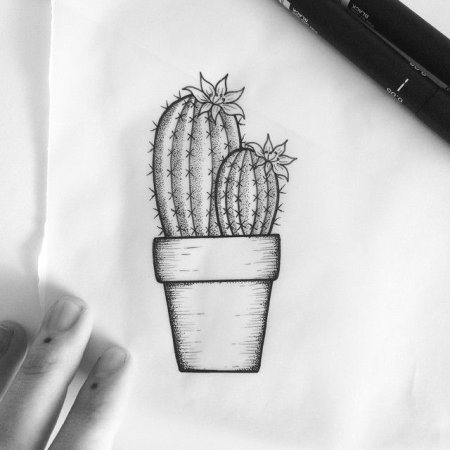 Кактус рисунок карандашом