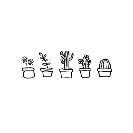 Дудлы кактусы и Суккуленты