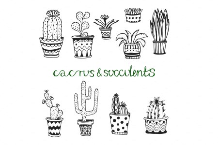 Суккуленты карандашом для срисовки