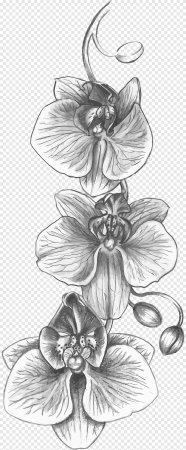 Орхидея рисунок