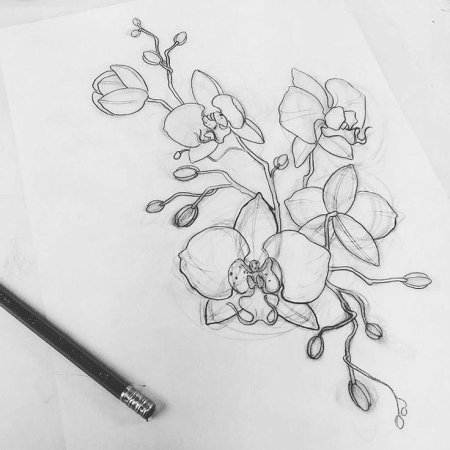 Орхидея карандашом