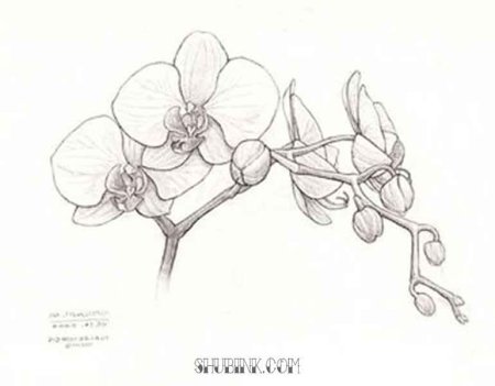Скетчинг Орхидея