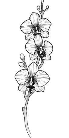 Орхидея карандашом