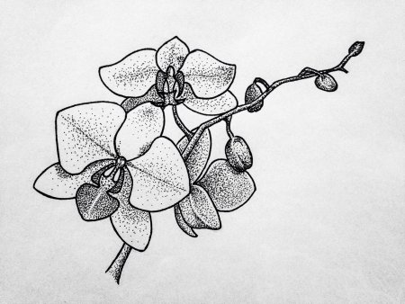 Стилизованные орхидеи