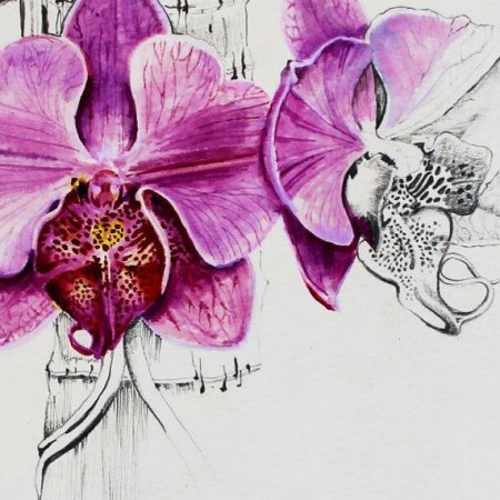 Орхидея эскиз