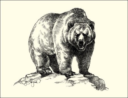 Медведь в графике