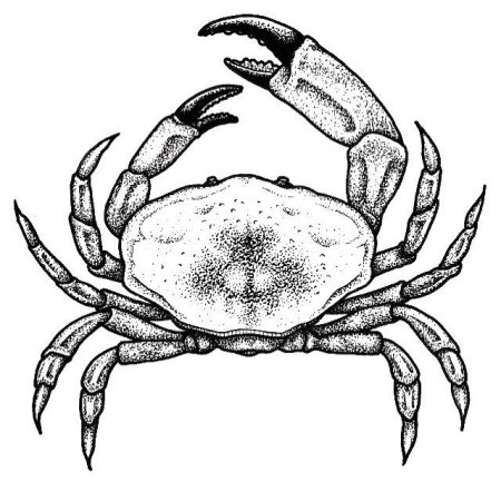 Краб эскиз