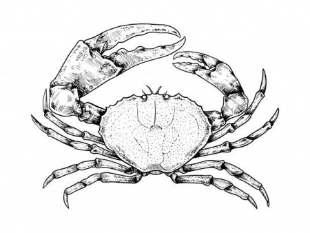 Краб эскиз