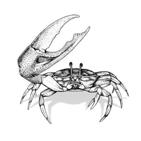 Краб эскиз