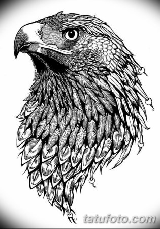 Бургут risunka