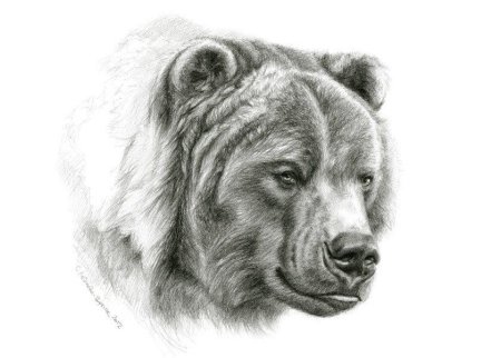 Морда медведя эскиз тату