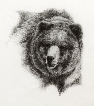 Медведь тату эскиз