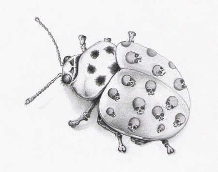 Божьи коровки