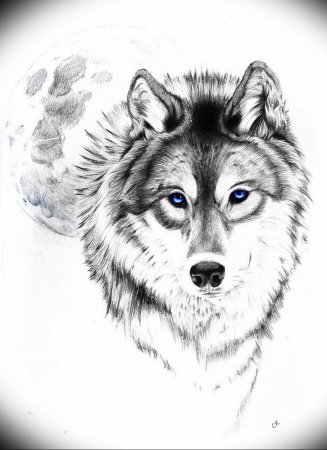 Волк эскиз