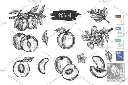 Персик с косточкой рисунок