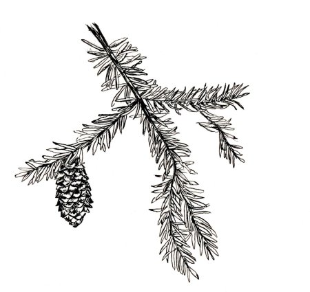 Рисование еловой ветки