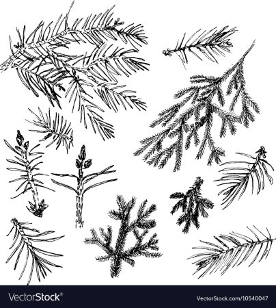 Хвойные ветки Графика
