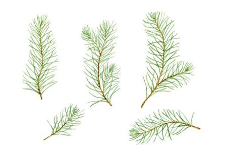 Хвойные ветки рисунок акварелью