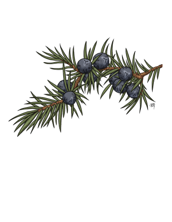 Ветви можжевельника