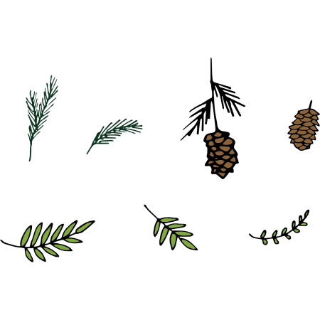 Силуэт сосновой ветки