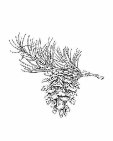 Гравюра шишки