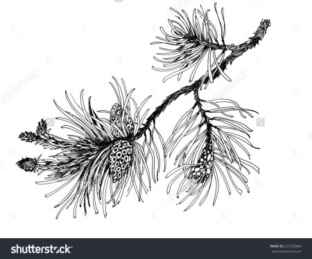 Сосновая ветка Графика