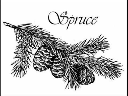 Кедровая ветка с шишкой для гравировки