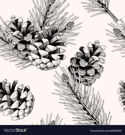 Сосновая шишка рисунок