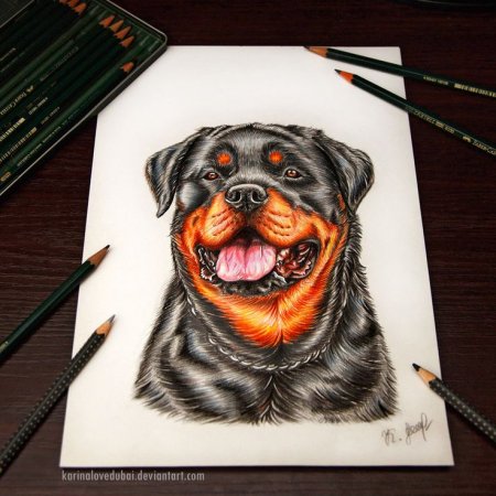 Ротвейлер эскиз