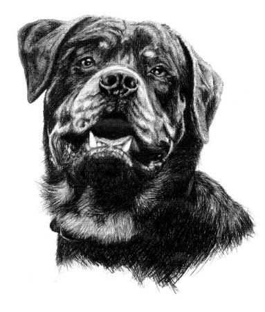 Ротвейлер чёрно белый