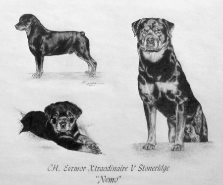 Ротвейлер скетч