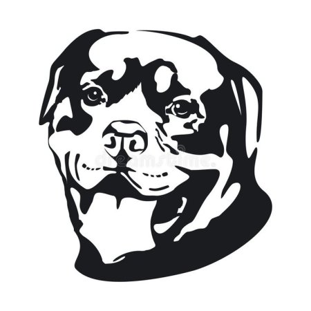 Ротвейлер чёрно белый