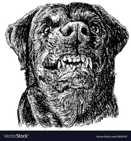 Ротвейлер злой